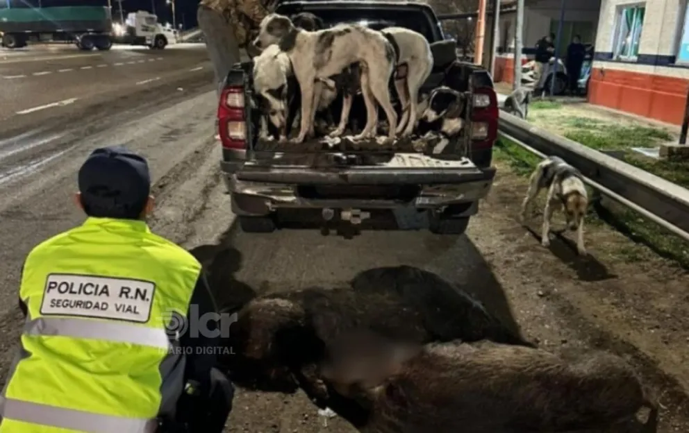 Además de los jabalíes faenados, se constató el transporte irregular de perros de caza. Foto Policía RN.