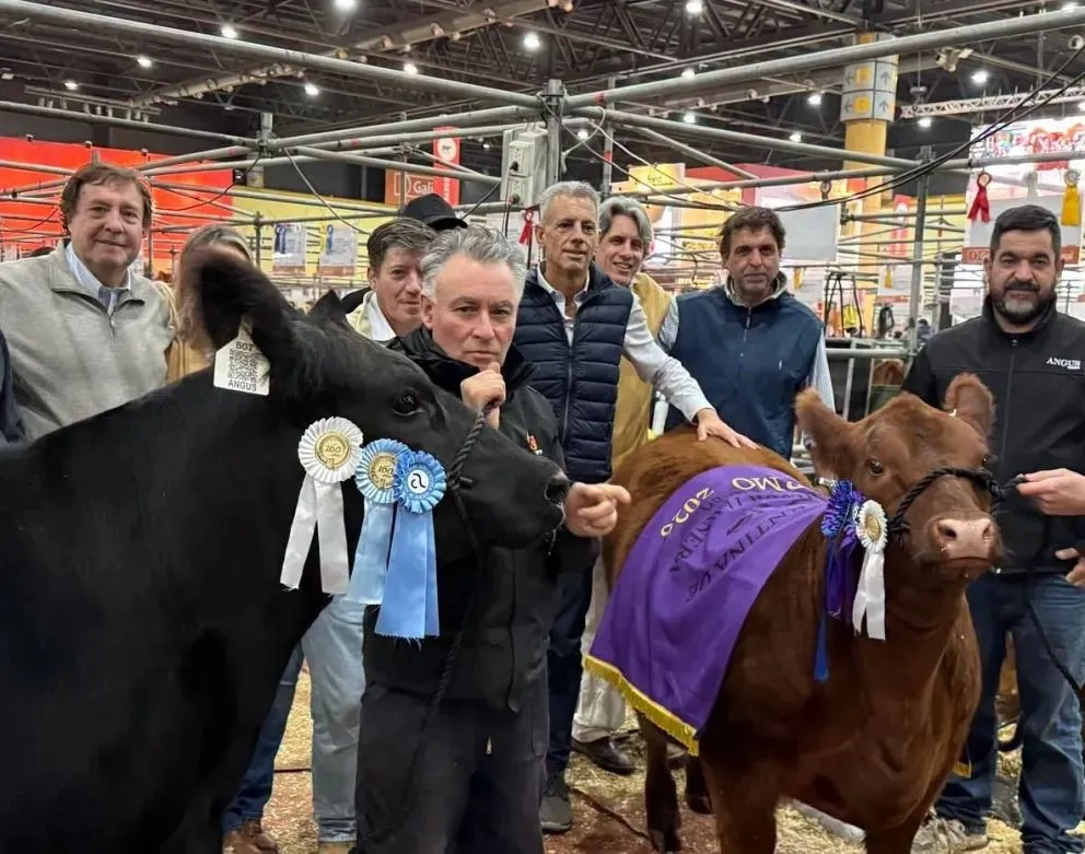 Exhibición de la genética rionegrina en los corrales porteños de la SRA. Foto gentileza.