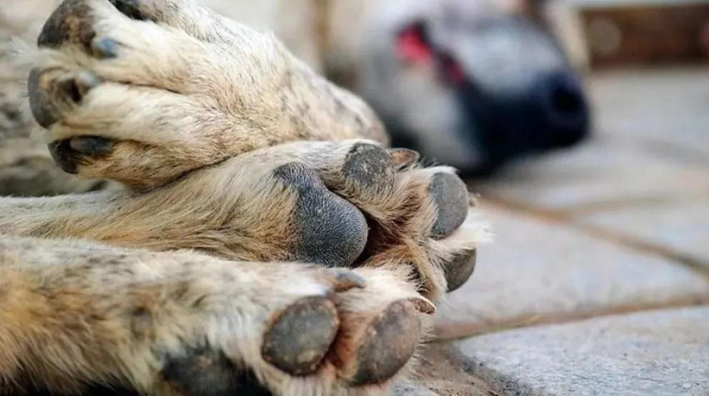 Desde la Fiscalía se sostuvo que las acciones del imputado tuvieron como fin lastimar y causar un sufrimiento innecesario al animal. (Foto: ilustrativa)