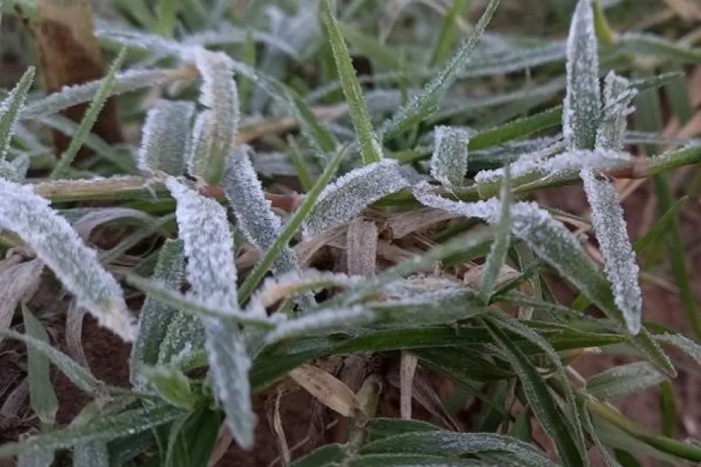 Los pastos aparecieron cubiertos de hielo en la mañana de hoy en una jornada con temperatura bajo cero. Foto: archivo