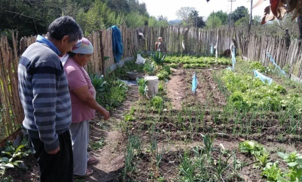 Las semillas tiene como objetivo ayudar a las familias en la economía del hogar con el cultivo de huertas. Foto: archivo