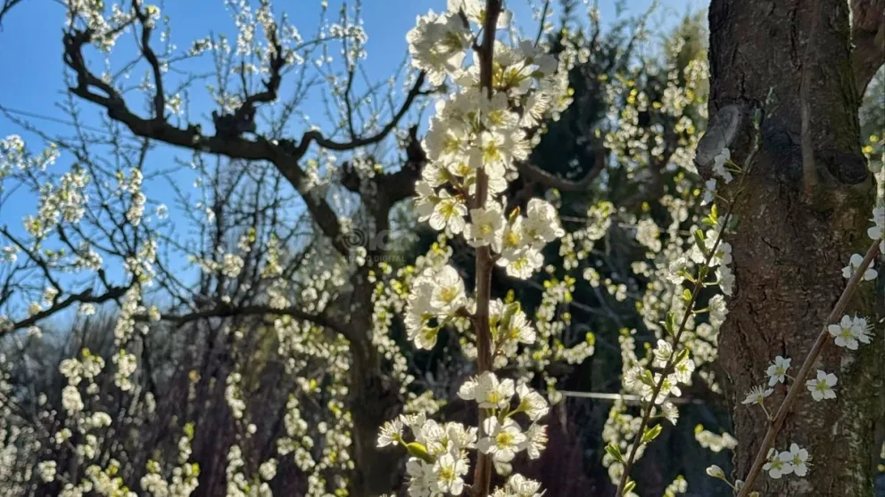 Una de las épocas más lindas para disfrutar del Valle nos regala esta postal. Foto: Celeste Cerezuela - LCR