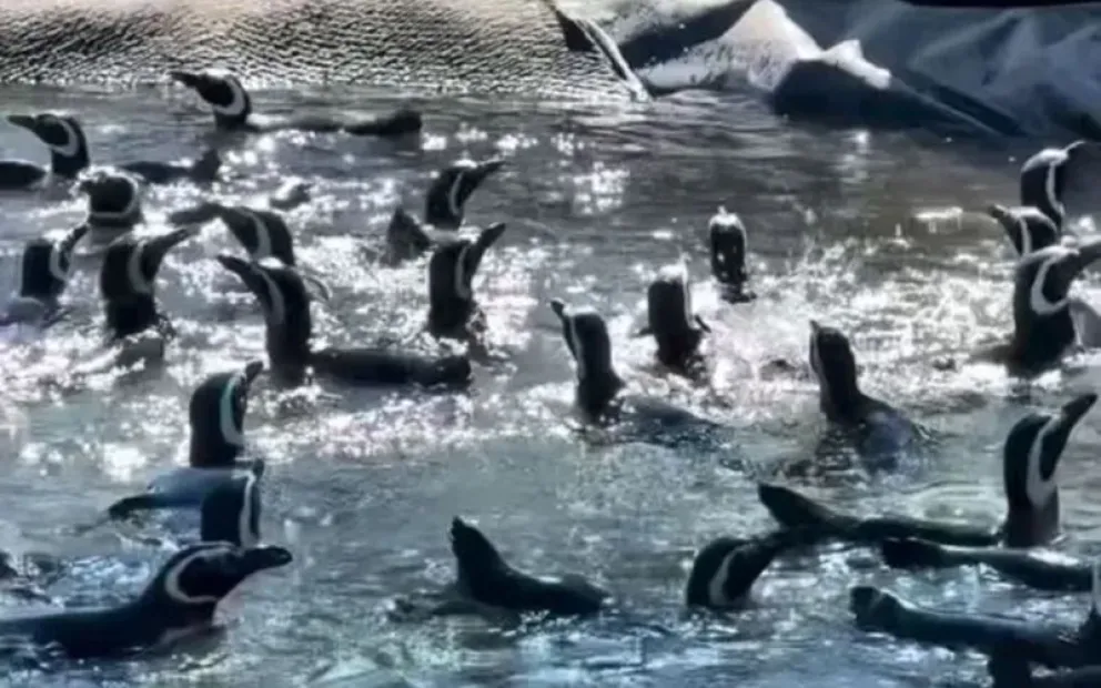 Más de 40 pingüinos de Magallanes llegaron desde Mar del Plata a su nuevo hogar en Bubalcó. Foto: Bubalcó