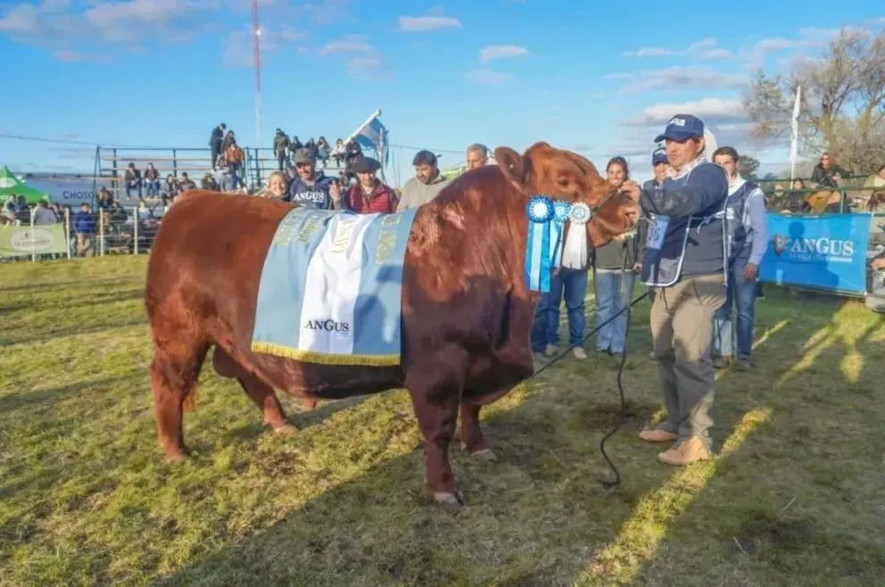 Este es el Gran Campeón Angus PP de Luciano Correndo, de la cabaña Don Fioto. Foto: Vanesa Schwemmler para NoticiasNet.