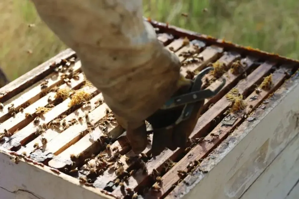 Las abejas también se ven afectadas por estos cambios climáticos. Foto Tania Domenicucci