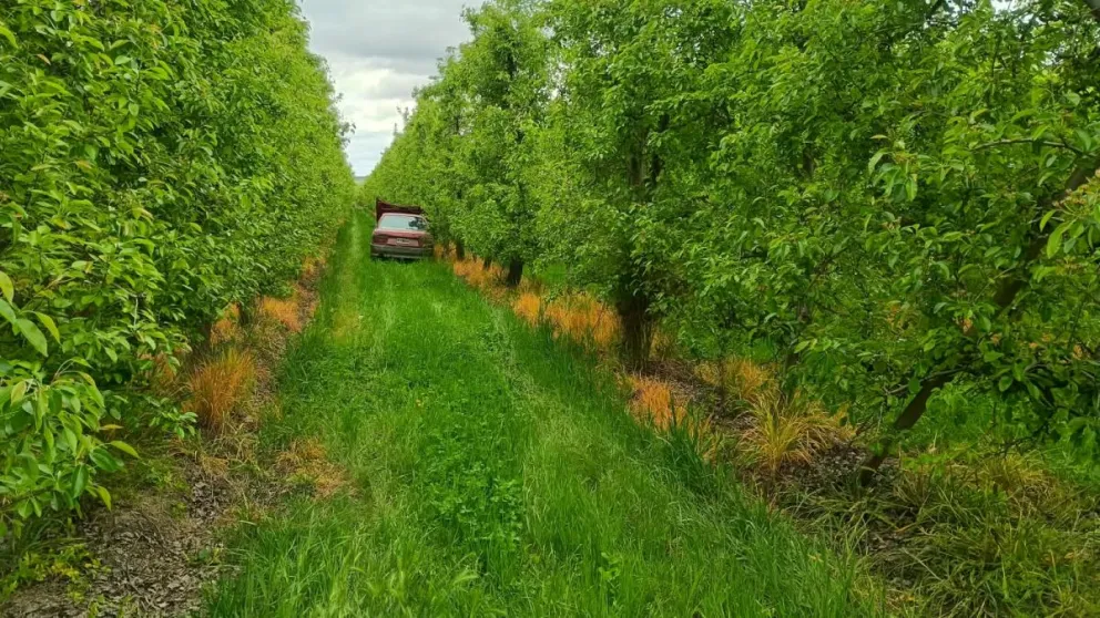 El Renault 9 estaba dentro de un cuadro de frutales. Foto gentileza.