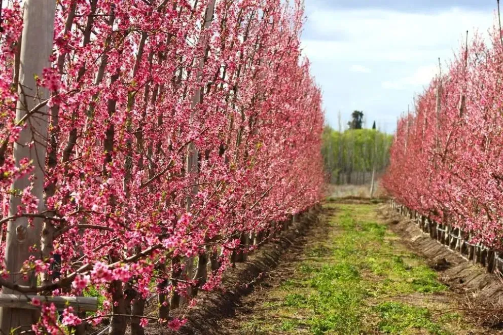 Las lluvias están provocando un retraso en el proceso de polinización de las frutas de la región. Foto: gentileza Agrovalle.