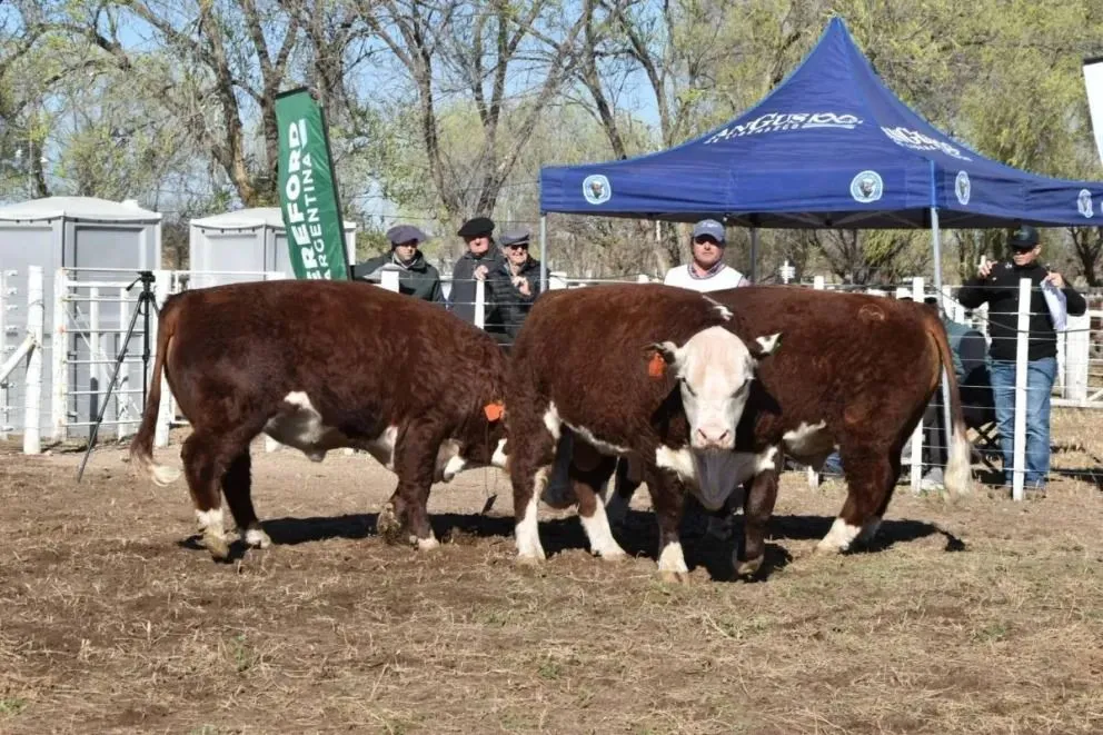 Grandes expectativas del sector ganadero por este encuentro formativo. Foto Sociedad Rural Río Colorado.
