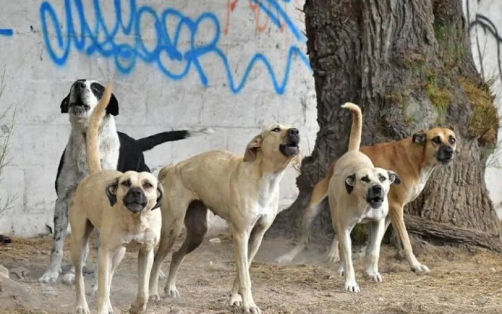 Los perros del vecino ladraban y esto generaba una molestia que fue denunciada en la Policía; hubo una solución al conflicto con una mediación. Foto: archivo