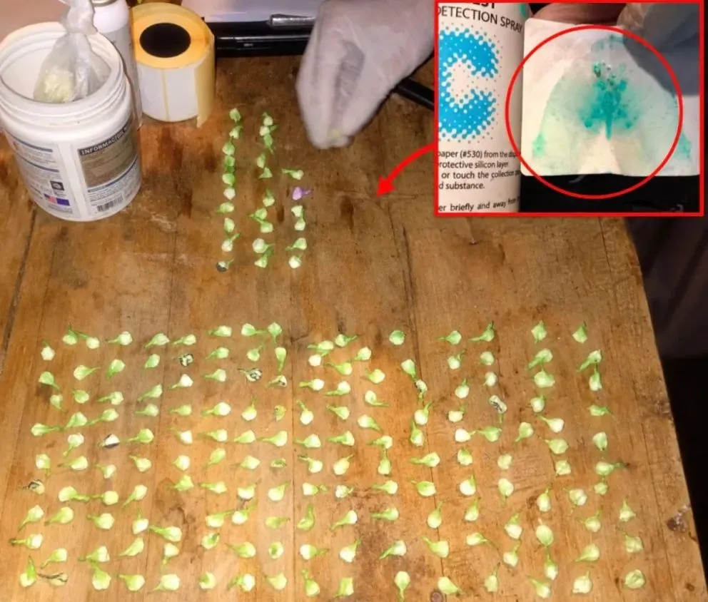 Las 312 dosis de cocaína secuestradas durante el allanamiento en Allen, con un peso total de 159,8 gramos. Foto: Policía de Río Negro.