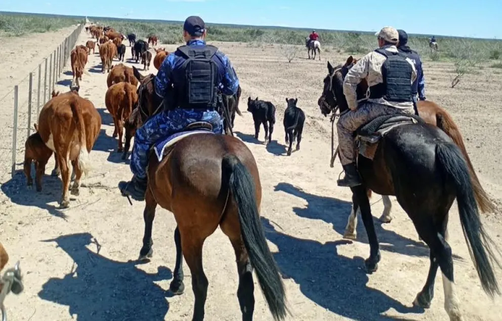 Los animales fueron secuestrados al detectar que no tenían marcas y no se pudo establecer la procedencia. Foto: gentileza